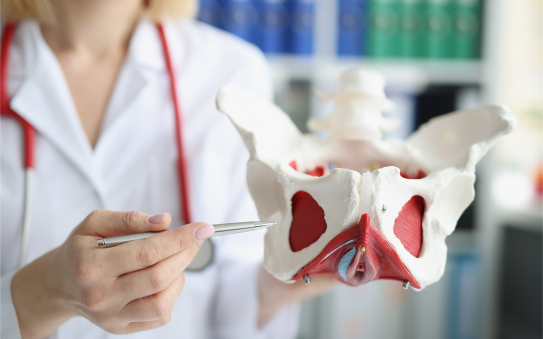 Relaciones anatómicas con el suelo pélvico